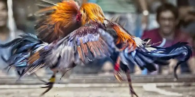 Dinh dưỡng chuẩn trong cách nuôi gà đá sung mãn