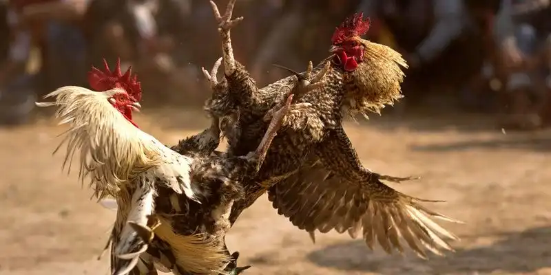 Mẹo đá gà cựa sắt 13win