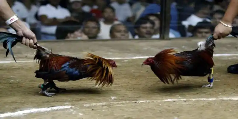 Ưu điểm mẹo đá gà cựa sắt